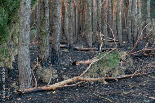 Broken trees in the forest after bombing or shelling. Shrapnel marks on the trunks of burnt pines. The war in Ukraine. Invasions of the Russian army in Ukraine near Mykolaiv. photo