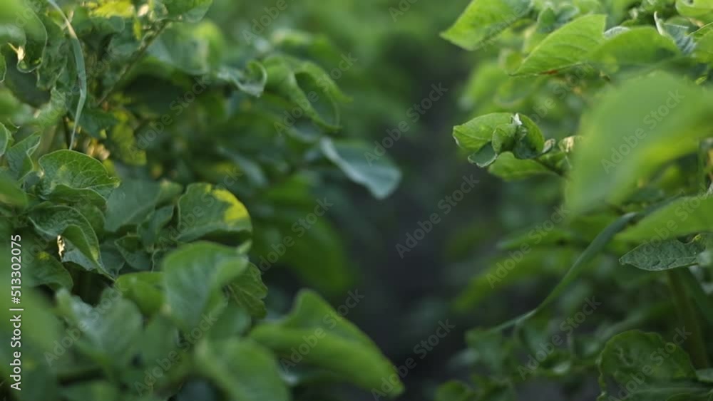Camera moving green potato field. Potato plants growing summer. Agriculture harvest potato field plants growing. Earth Camera moving green potato field. Potato plants growing summer. Agriculture harvest potato field plants growing. Earth