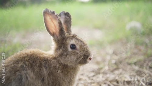 Cute fluffy rabbit brown color with big ears, green flower meadow in a spring forest with a beautiful blurred background. 