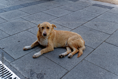Domestic dog waiting food front of restaurant