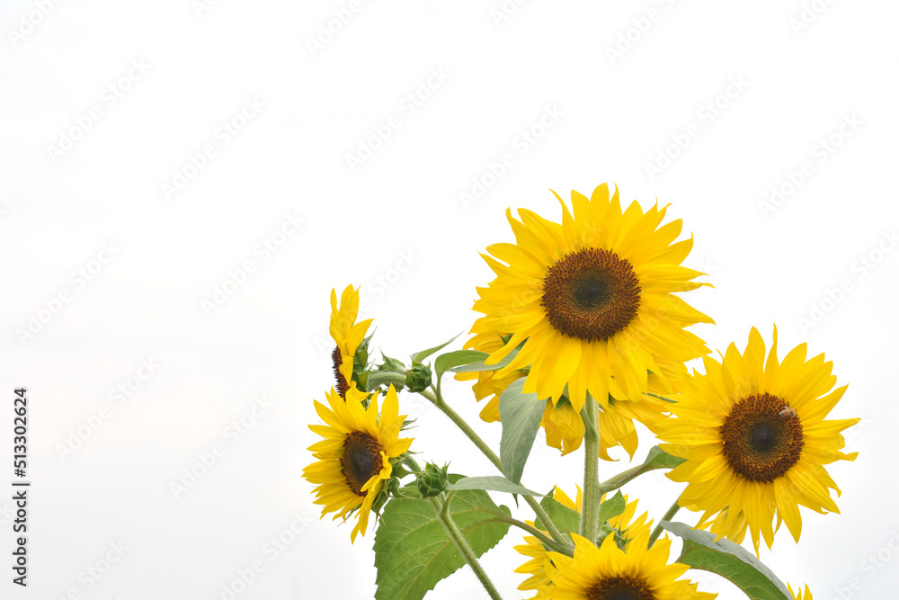 Sunflowers on a white background Sunflowers on a white background