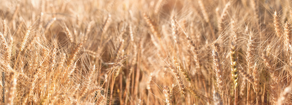 Golden wheat field, close up of wheat ears Golden wheat field, close up of wheat ears