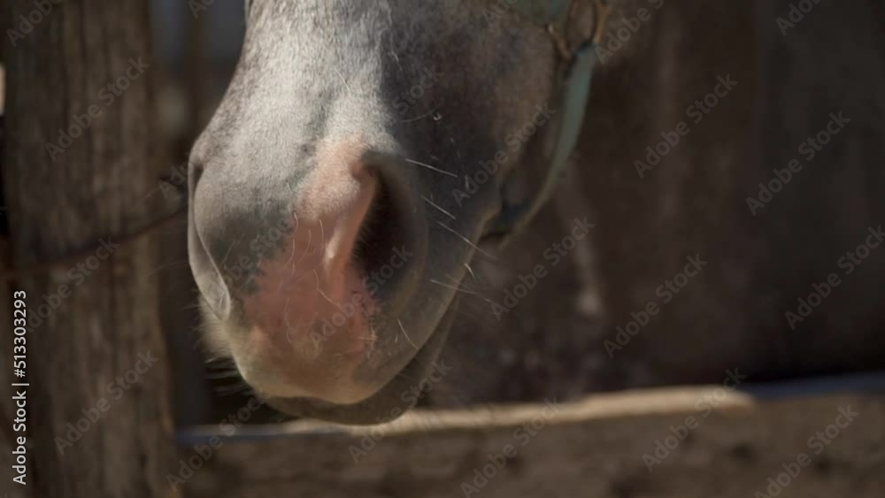 Large nostrils of a horse. A horse in a paddock breathes and wiggles its nose. Flies near the muzzle of a pony. Close-up shot of a brown pony mouth chewing. Large nostrils of a horse. A horse in a paddock breathes and wiggles its nose. Flies near the muzzle of a pony. Close-up shot of a brown pony mouth chewing.