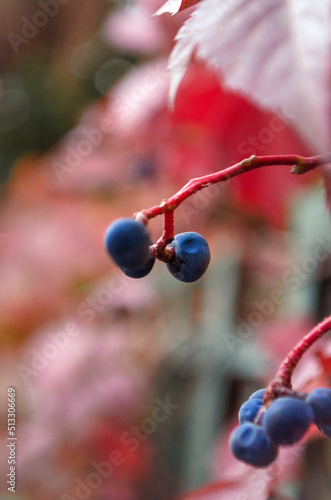 berries on a tree