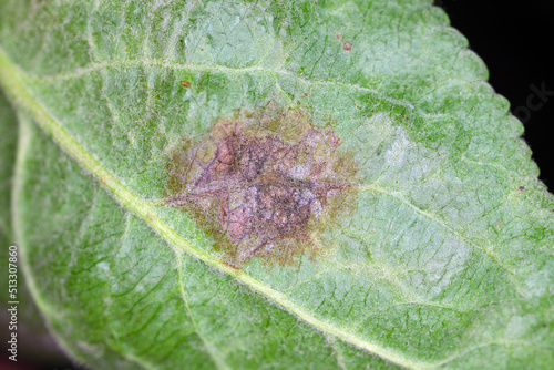 Scab Venturia inaequalis development of disease on the stem on the lower side of the apple leaf. High magnification. photo