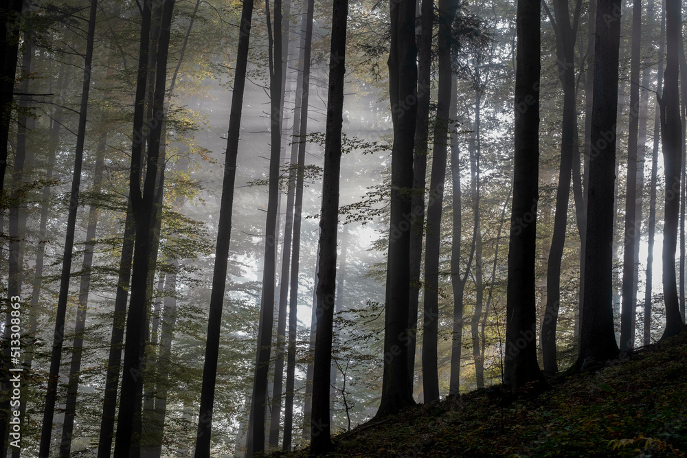 Obraz premium Wald mystisch