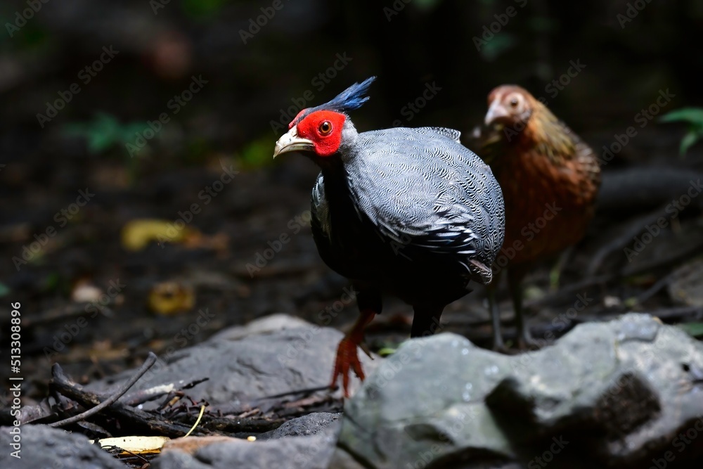 タイやミャンマーの国立公園の熱帯雨林に生息するしま模様と赤い顔が美しいキジの仲間、ミヤマハッカン