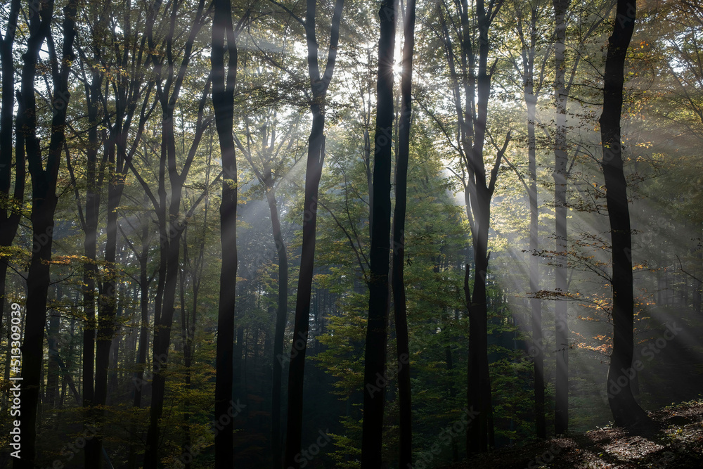 Obraz premium Wald mystisch