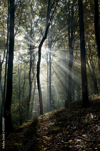 Wald mystisch