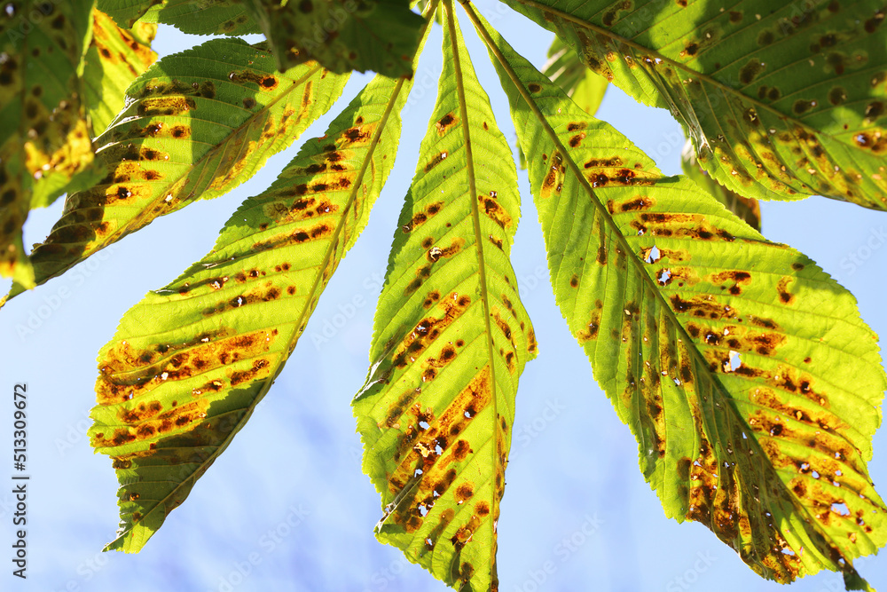 Common horsechestnut (Aesculus hippocastanum) leaves damaged by horse
