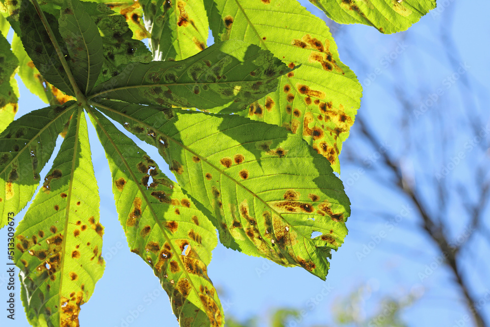 Common horsechestnut (Aesculus hippocastanum) leaves damaged by horsechestnut leaf miner