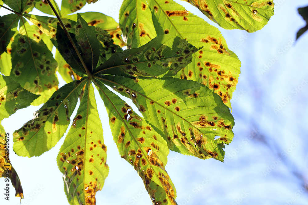 Common horsechestnut (Aesculus hippocastanum) leaves damaged by horse