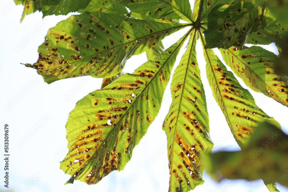 Common horsechestnut (Aesculus hippocastanum) leaves damaged by horse
