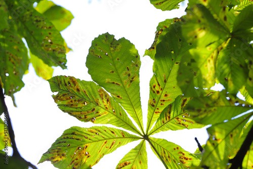 Common horse-chestnut (Aesculus hippocastanum) leaves damaged by horse-chestnut leaf miner (Cameraria ohridella) is a leaf-mining moth of the Gracillariidae family. photo