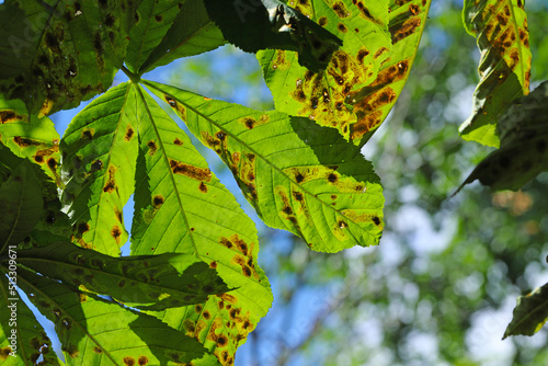 Common horse-chestnut (Aesculus hippocastanum) leaves damaged by horse-chestnut leaf miner (Cameraria ohridella) is a leaf-mining moth of the Gracillariidae family. photo