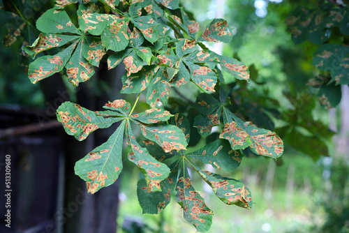 Common horse-chestnut (Aesculus hippocastanum) leaves damaged by horse-chestnut leaf miner (Cameraria ohridella) is a leaf-mining moth of the Gracillariidae family. photo