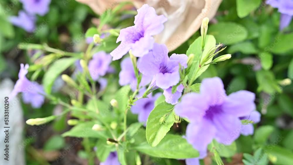 The purple flower has a bee climbing out of it. Pollinate warm light in the morning. Close-up macro, full UHD The purple flower has a bee climbing out of it. Pollinate warm light in the morning. Close-up macro, full UHD