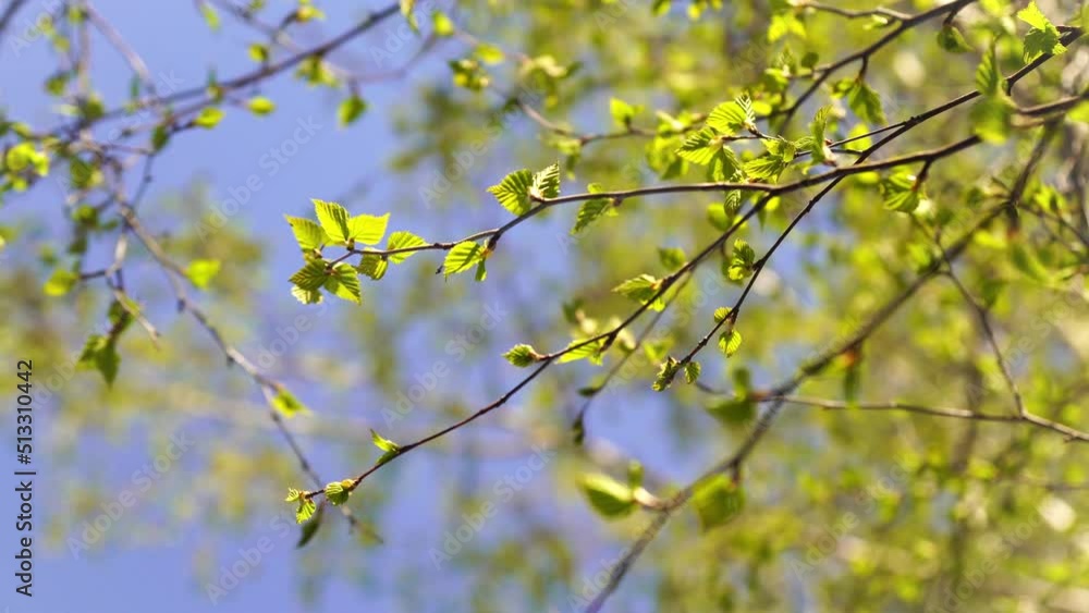 Blooming tree Birch on spring sunny day. The fresh green of young birch leaves on clear blue sky background. Natural background. The problem of allergy to birch blossoming. Selective focus Blooming tree Birch on spring sunny day. The fresh green of young birch leaves on clear blue sky background. Natural background. The problem of allergy to birch blossoming. Selective focus