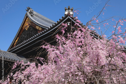 佛光寺の桜、京都