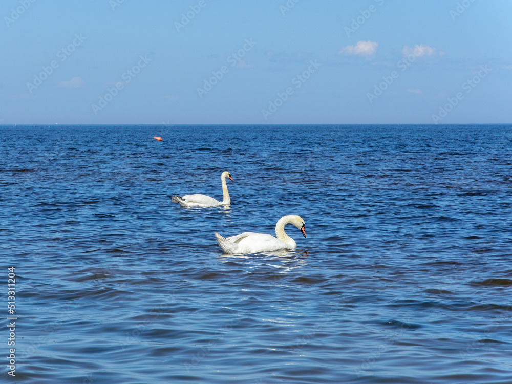 Two white swans swim in the sea on a hot sunny summer day Two white swans swim in the sea on a hot sunny summer day