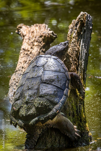 snapper sunning photo