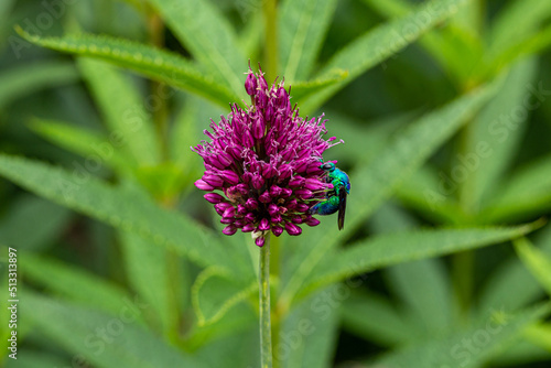 A rare bee stilbum cyanurum that shines in emerald green.  photo