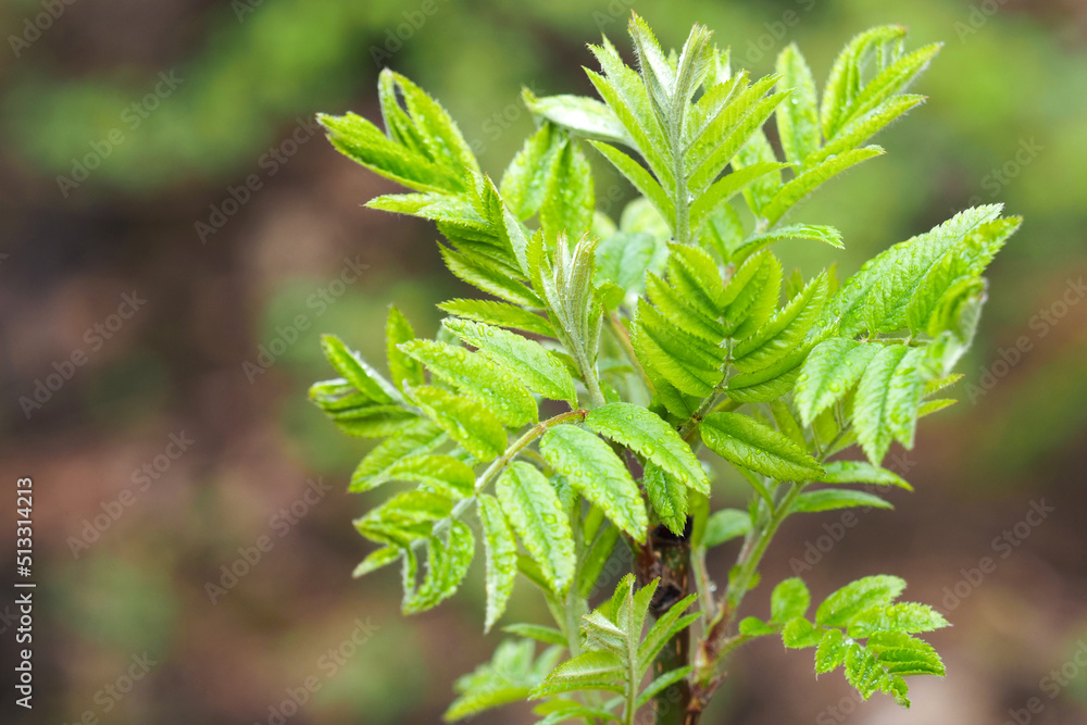 Rowan branch close-up. Sorbus aucuparia or rowan and mountain-ash, specie of deciduous tree or shrub in the rose family Rowan branch close-up. Sorbus aucuparia or rowan and mountain-ash, specie of deciduous tree or shrub in the rose family