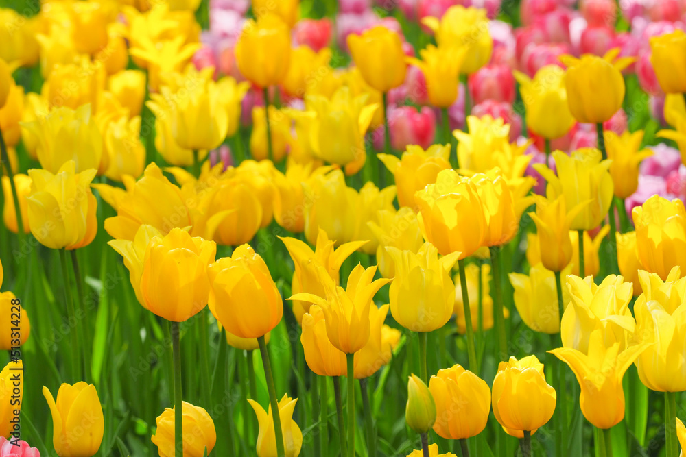 Yellow tulips West Point and Golden Apeldoorn against a field of pink tulips, flower garden Yellow tulips West Point and Golden Apeldoorn against a field of pink tulips, flower garden