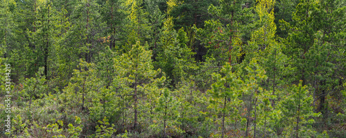 Siberian taiga, pine forest in summer. Evergreen coniferous forest, panoramic view © ANGHI