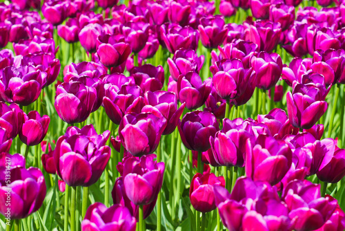 Spring flowers in garden on a bright day. Tulipa Purple Sky   flowers background