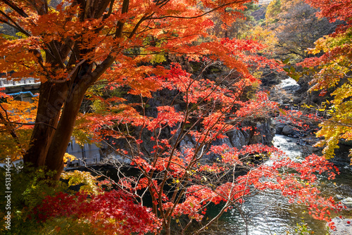 Japan autumn 2021 photo