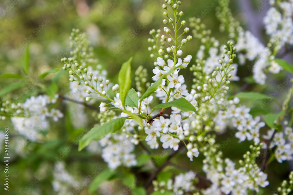The bird cherry (Prunus padus) tree starting to bloom in spring The bird cherry (Prunus padus) tree starting to bloom in spring