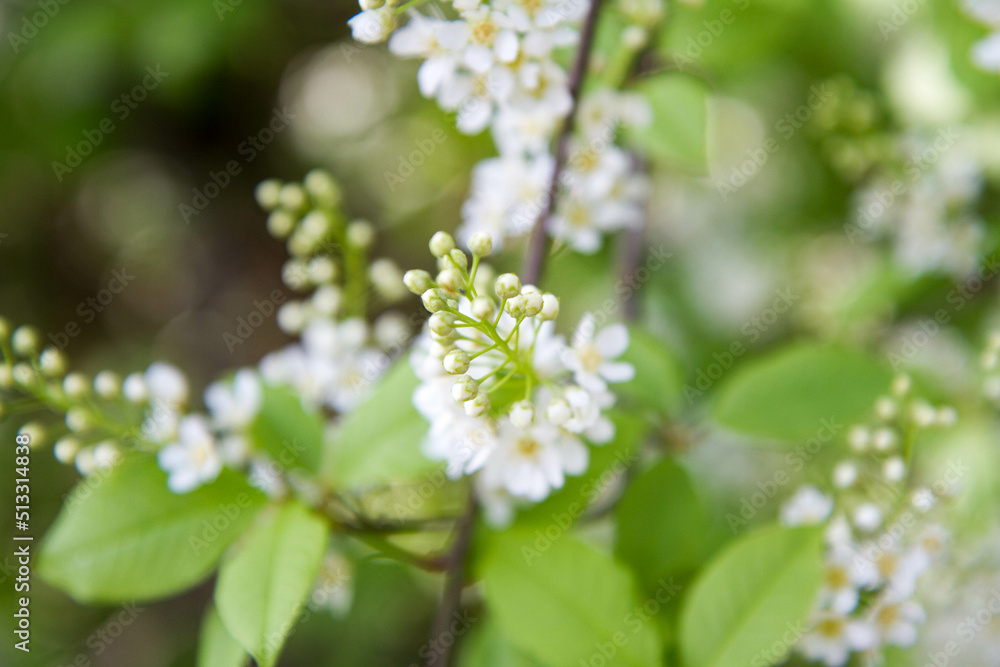 The bird cherry (Prunus padus) tree starting to bloom in spring The bird cherry (Prunus padus) tree starting to bloom in spring