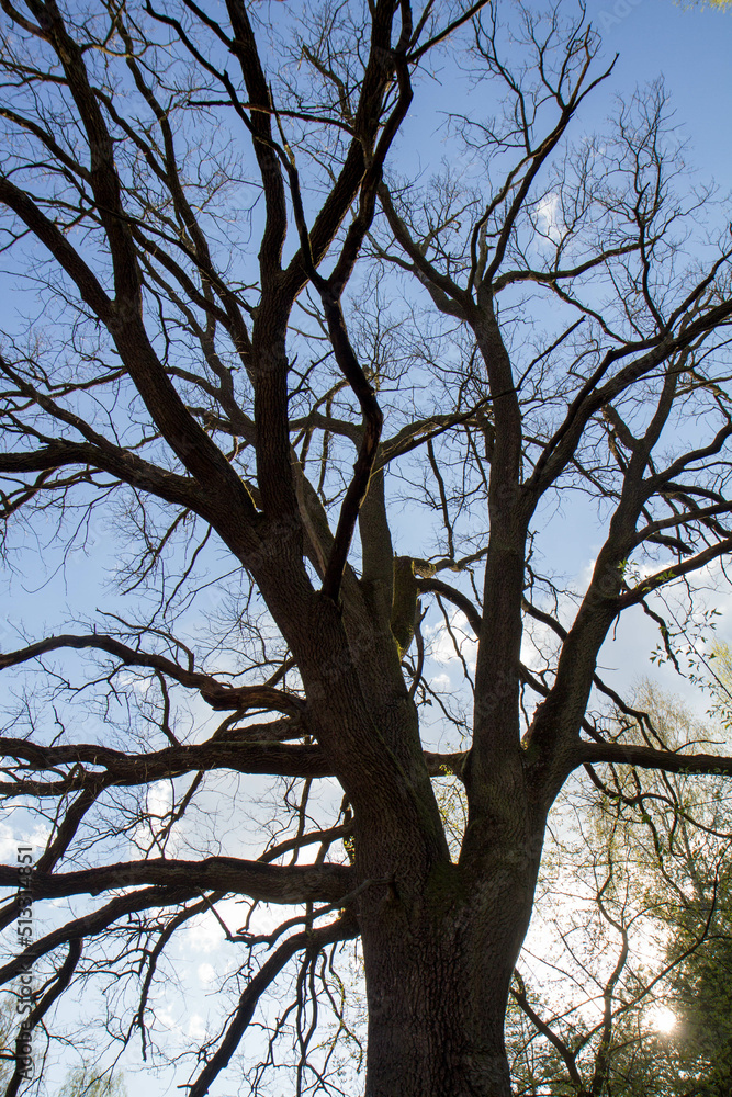 Oak tree seen upwards against the sky in very early spring Oak tree seen upwards against the sky in very early spring