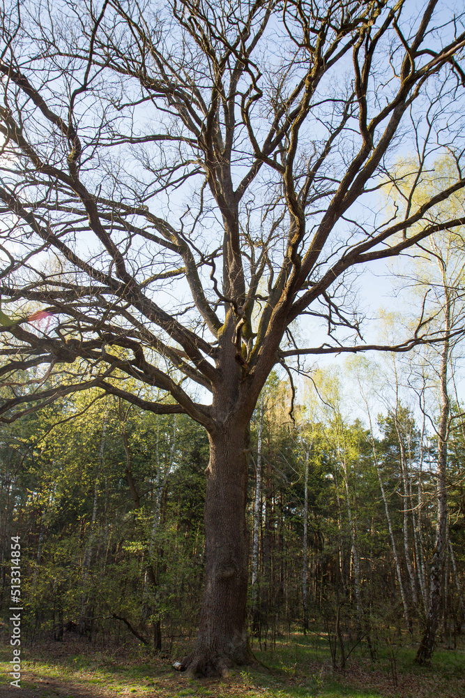 An Old Oak Tree growing in a forest clearing An Old Oak Tree growing in a forest clearing