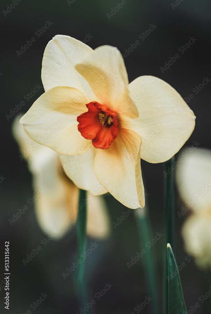 Daffodils closeup, Bunchflower daffodil, Narcissus tazetta flowers in spring garden Daffodils closeup, Bunchflower daffodil, Narcissus tazetta flowers in spring garden