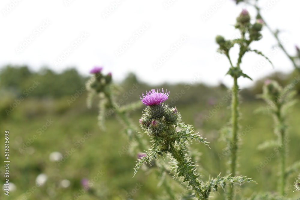 thistle and beeMilk thistle in bloom . Flower of Milk thistle among the green. Macro, close up photo of Milk thistle flower. thistle and beeMilk thistle in bloom . Flower of Milk thistle among the green. Macro, close up photo of Milk thistle flower.