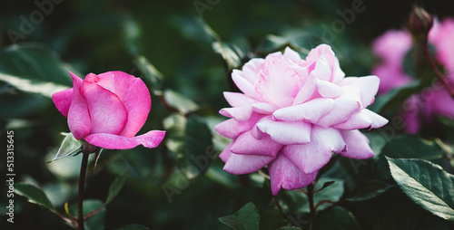 Pink roses in the garden, Eliza Kordes, 2004 breed, beautiful flowers outdoors photo