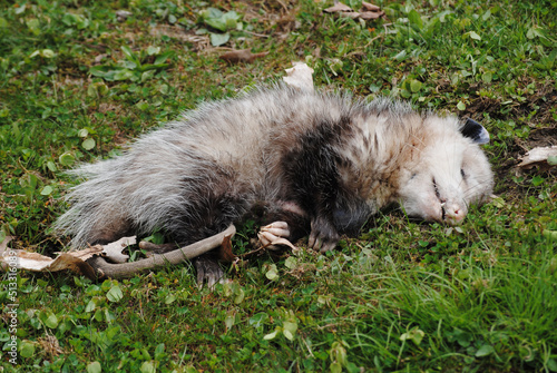 Fototapete Playing Possum? (Opossum - disambiguation)