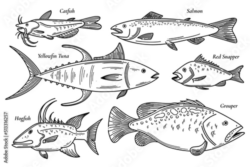 Collection of vector fish illustration. Scetch seafood set. Catfish, salmon, red snapper, yellowfin tuna, grouper, hogfish doodle set of fish illustrations