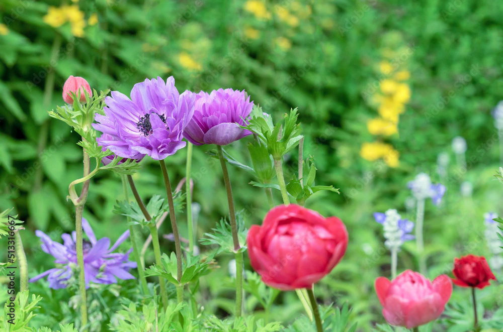 Anemone Coronaria or Blue Poppy flowers bloom in the summer garden.