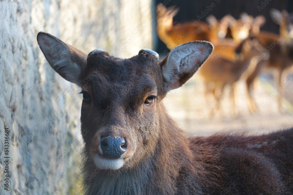 Fototapeta premium Close-up of wildlife. Portrait of a wild deer in the forest.