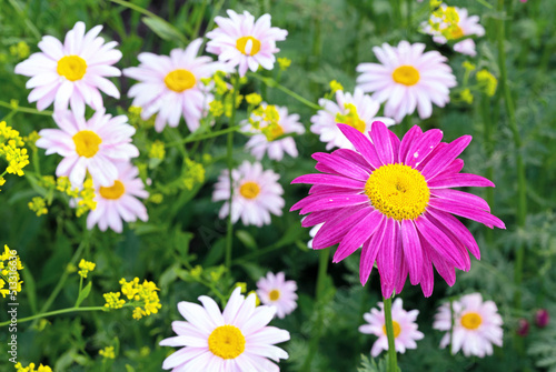 Pink flower pyrethrum  or Persian Daisy blossoms in the summer garden.