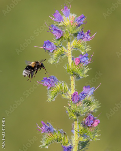 wildbiene © Chris Maier
