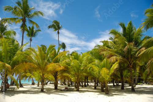 Tropical beach. The Dominican Republic, Saona Island