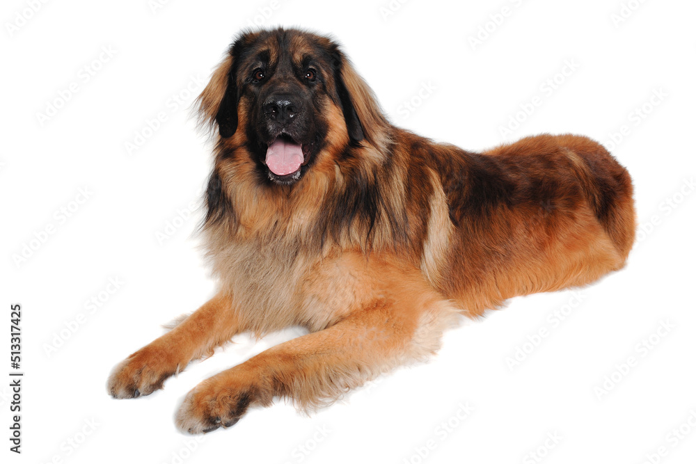 Leonberger dog is resting on a clean white background Leonberger dog is resting on a clean white background