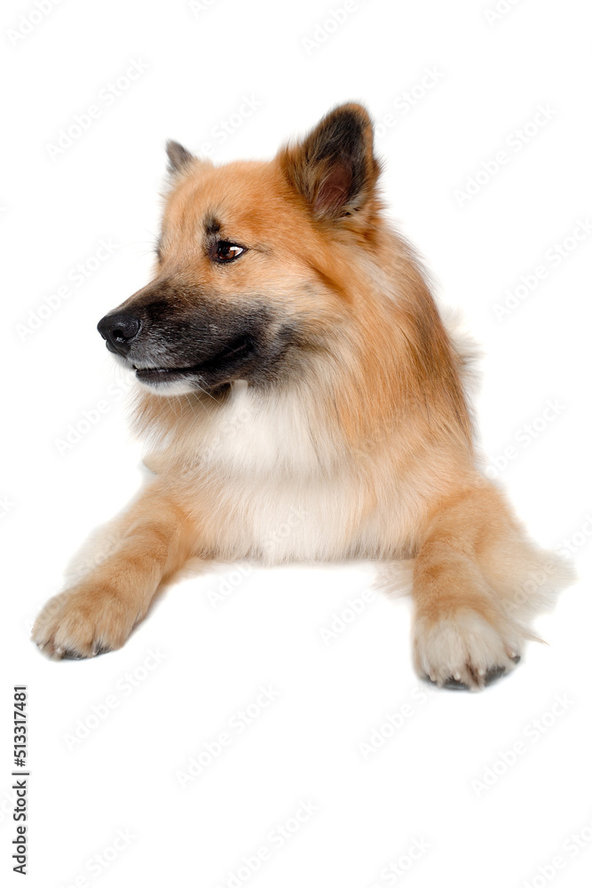 Happy Eurasier dog