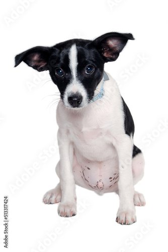 Happy Rat terrier puppy dog is sitting on a white background © Lars Christensen