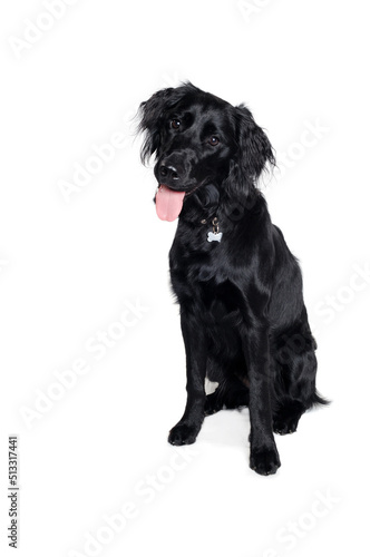 Happy Flat-Coated Retriever dog taken on at clean white background