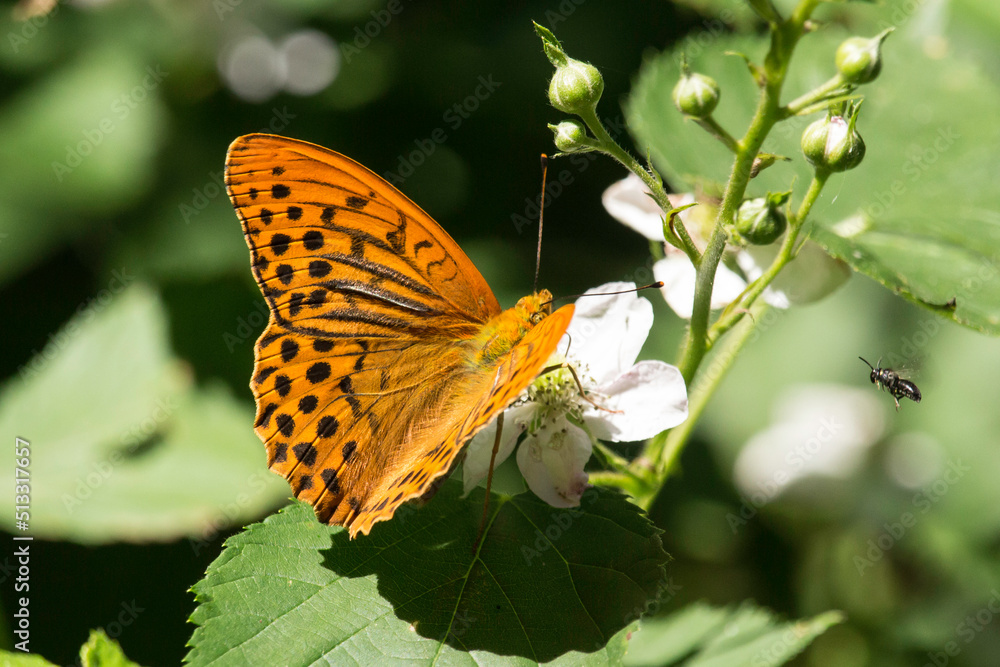 Obraz premium Kaisermantel auf einer Blüte